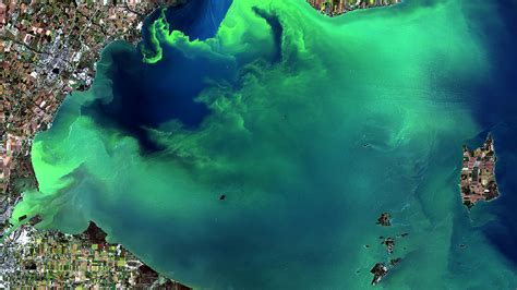 Lake Erie Algae Bloom 2024 - Melva Sosanna