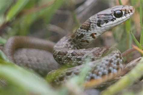 Day in the life of a blue racer snake researcher | Wildlife ...