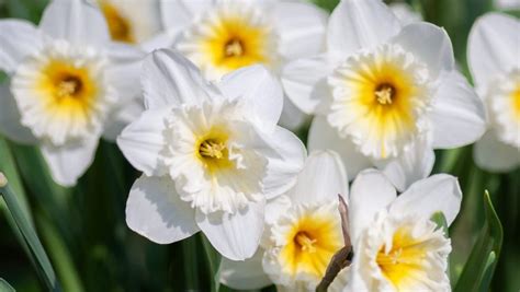 Daffodil Meaning & Symbolism: What Do These Sunny Flowers Mean?