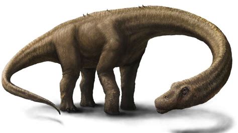 Argentinosaurus Facts, Habitat, Diet, Fossils, Pictures