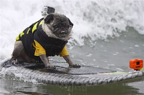 Dog surfing competition - Irish Mirror Online