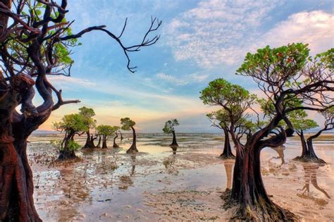 Discover the Fascinating World of Mangroves - Types, Characteristics ...