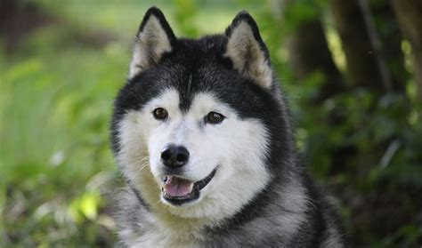 Siberian Husky Dog Breed Information