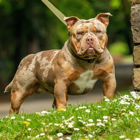 Micro Bully – The Exotic Bully Dog For Small Spaces