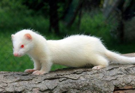 A-Z List of 125 Rare Albino Animals [Pics] - Our World Stuff