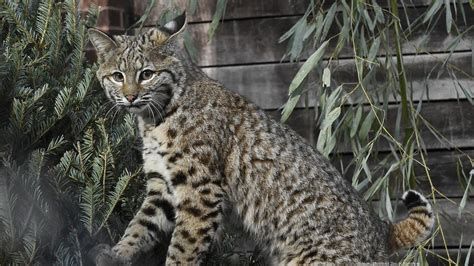 Maryland Zoo creating new bobcat habitat as it stays in the black - Baltimore Business Journal