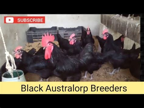 Black Australorp Breeders In Karachi - YouTube