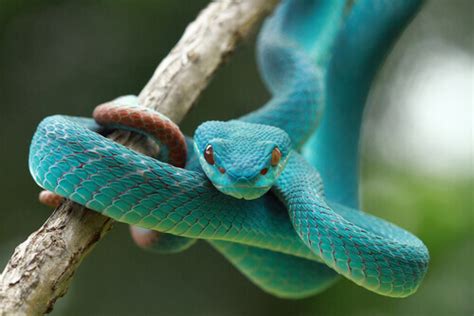 The Curious Senses of Snakes - My Animals