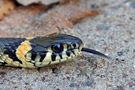 File:The Grass Snake - Natrix natrix.jpg - Wikimedia Commons