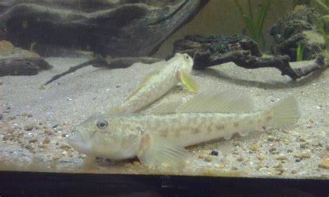 Update on my freshwater gobies | MonsterFishKeepers.com