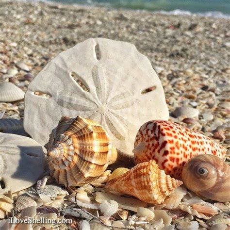 bowmans-beach-seashells-1 Calm After The Storm, Shell Collection, Strand, Beach Combing, Tiny ...