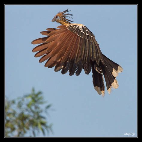 Hoatzin bird photo call and song/ Opisthocomus hoazin (Phasianus hoazin ...