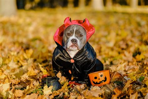 11 Adorable Large Dog Halloween Costumes