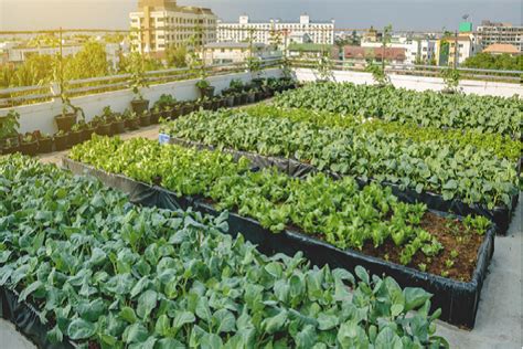 Rooftop Farming Business| Rooftop farming courses