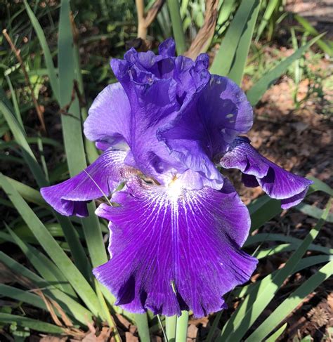 German Iris - Iris x germanica | North Carolina Extension Gardener ...