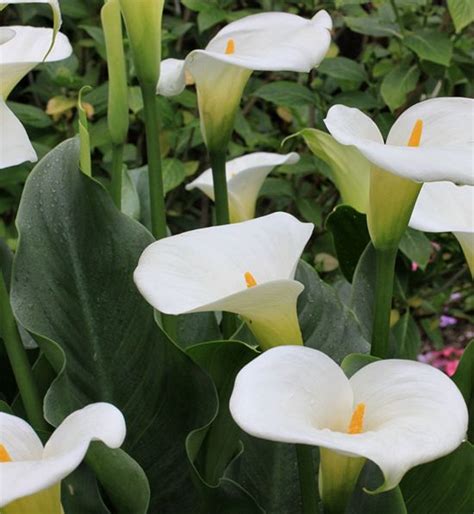 Arum lily plant care green goddess pink mist white gnome varieties – Artofit