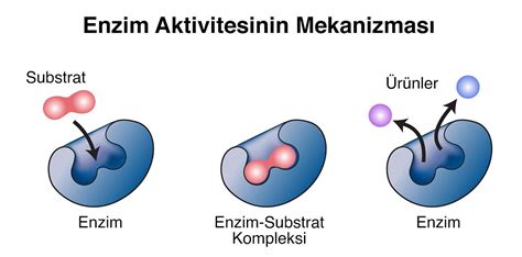 Enzim ve Substrat Nedir? Özellikleri ve Görevleri - Evrim Ağacı