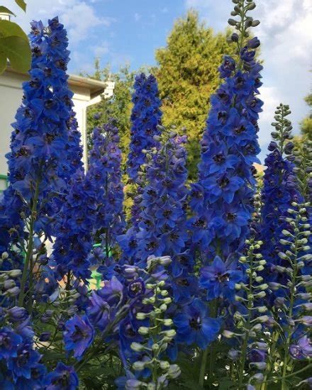 20 Most Beautiful Types of Delphinium Varieties | Balcony Garden Web