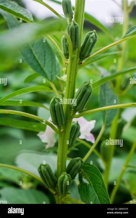 Sesame seed flower on tree in the field, Sesame a tall annual ...