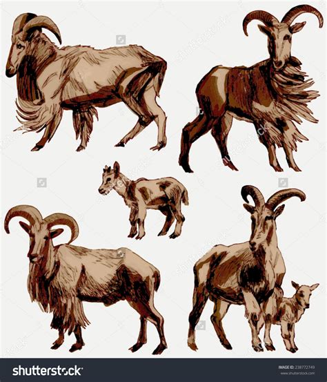 Aoudad sheep clipart 20 free Cliparts | Download images on Clipground 2024