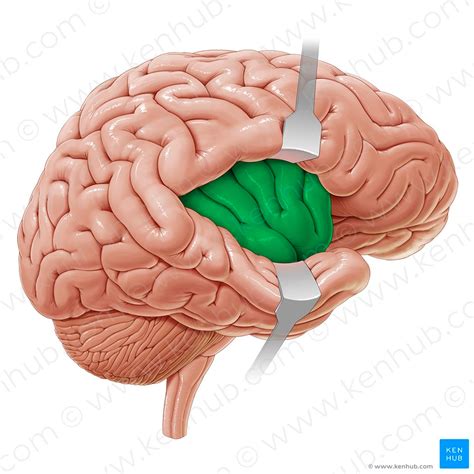 Insular lobe (Insula); Image: Paul Kim | Cerebral cortex, Brain anatomy, Anatomy