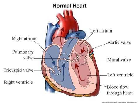 Heart - Class 10 - CBSE Class Notes Online - Classnotes123