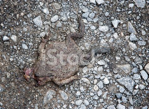 Flat Frog Stock Photo | Royalty-Free | FreeImages