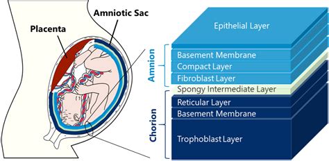 Amniotic Sac Anatomy