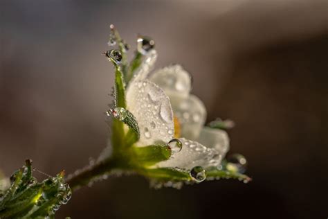 Nasheed Hub: Bushra Lana - SeekersGuidance