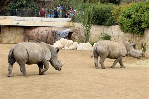 San Antonio Zoo offering virtual tours, Zoom appearances | WOAI