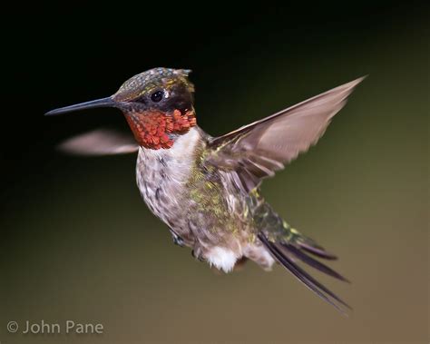 hummingbird | Hummingbird, Bird feathers, Birds