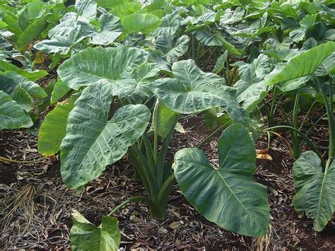 Cocoyam | Diseases and Pests, Description, Uses, Propagation