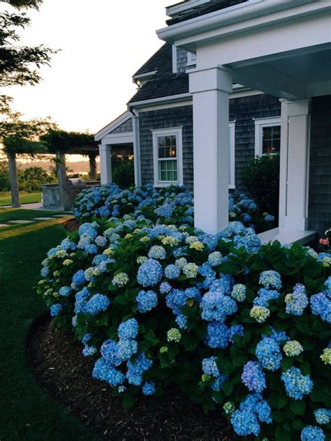 Hydrangea Hill Cottage: Blue Hydrangea Gardens