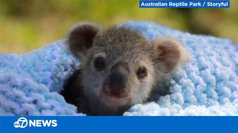 Newborn Koala Pictures