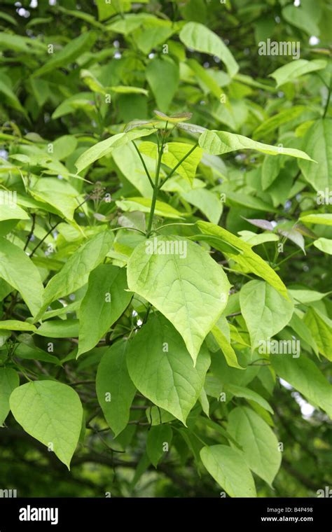 Leaves of the Northern Catalpa Tree, Catalpa speciosa, Bignoniaceae ...