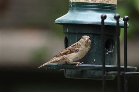 Sparrow feeding : r/pics