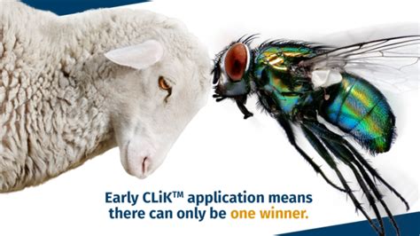 Blowfly strike: Prevention is better than cure - Agriland.ie