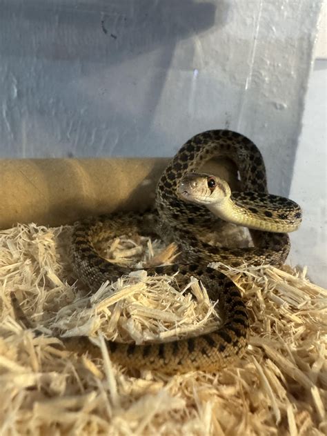 New Gopher Snake : r/snakes