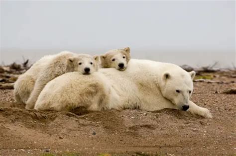 Polar Bears in August - Hudson Bay