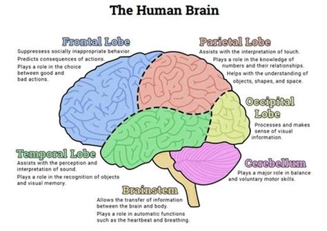 Human Brain Diagram – Charts | Diagrams | Graphs