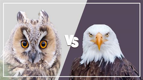 Eagle vs Owl: (7 Key Differences and Similarity)