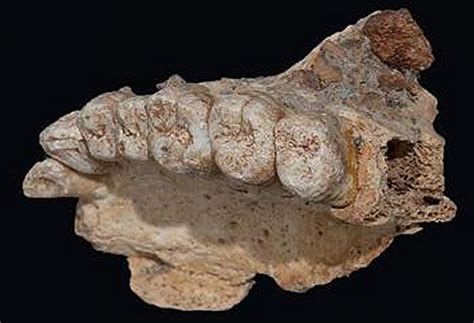 Earliest Modern Human Fossil Outside Africa Unearthed At Misliya Cave, Israel | Ancient Pages