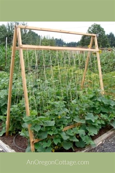 Fence Maker Canada: How High Should A Cucumber Trellis Be