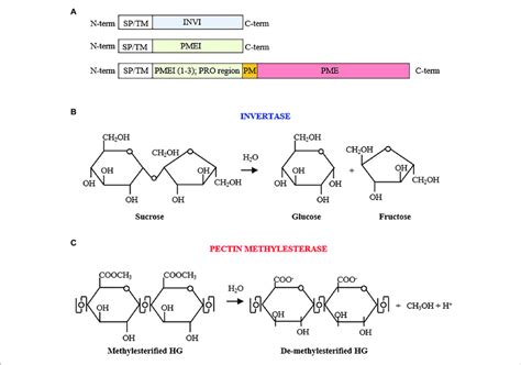 | (A) Invertase inhibitor (INVI) and pectin methylesterase inhibitor... | Download Scientific ...