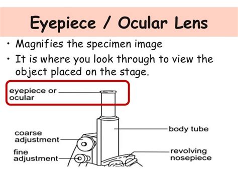 Partsofthemicroscope