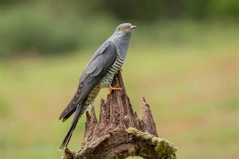 Common Cuckoo | Audubon Field Guide