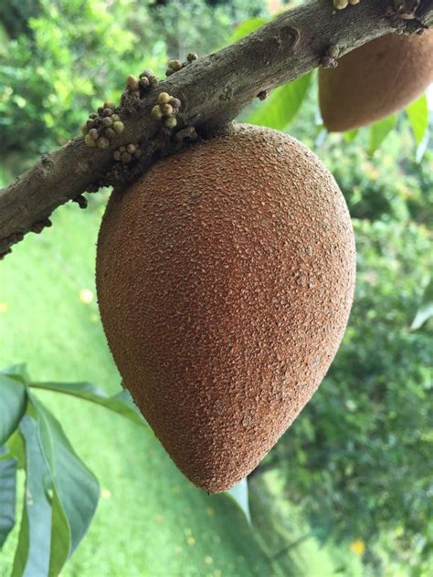 Mamey Sapote How to Eat It and Taste Test | Pouteria Sapota