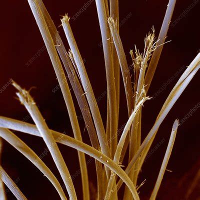 Coloured SEM of human hair with split ends - Stock Image - P720/0176 - Science Photo Library