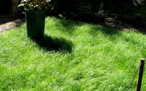 Buy Pennsylvania Sedge | FREE SHIPPING | 1 Gallon Pot | Wilson Bros Gardens | Carex pennsylvanica