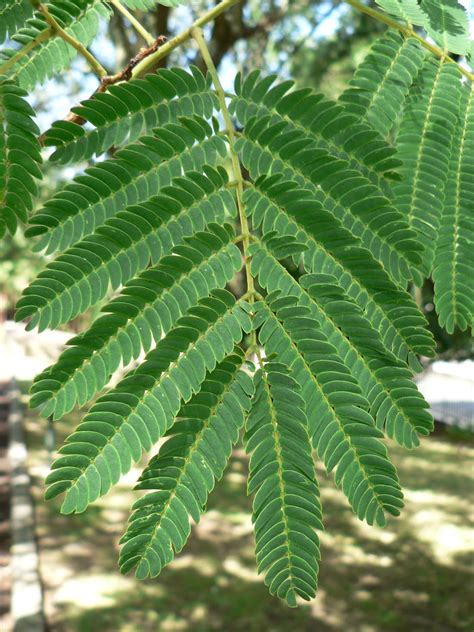 Á R B O L E S . . (T R E E S): Albizia julibrissin Durazz. (ACACIA DE ...